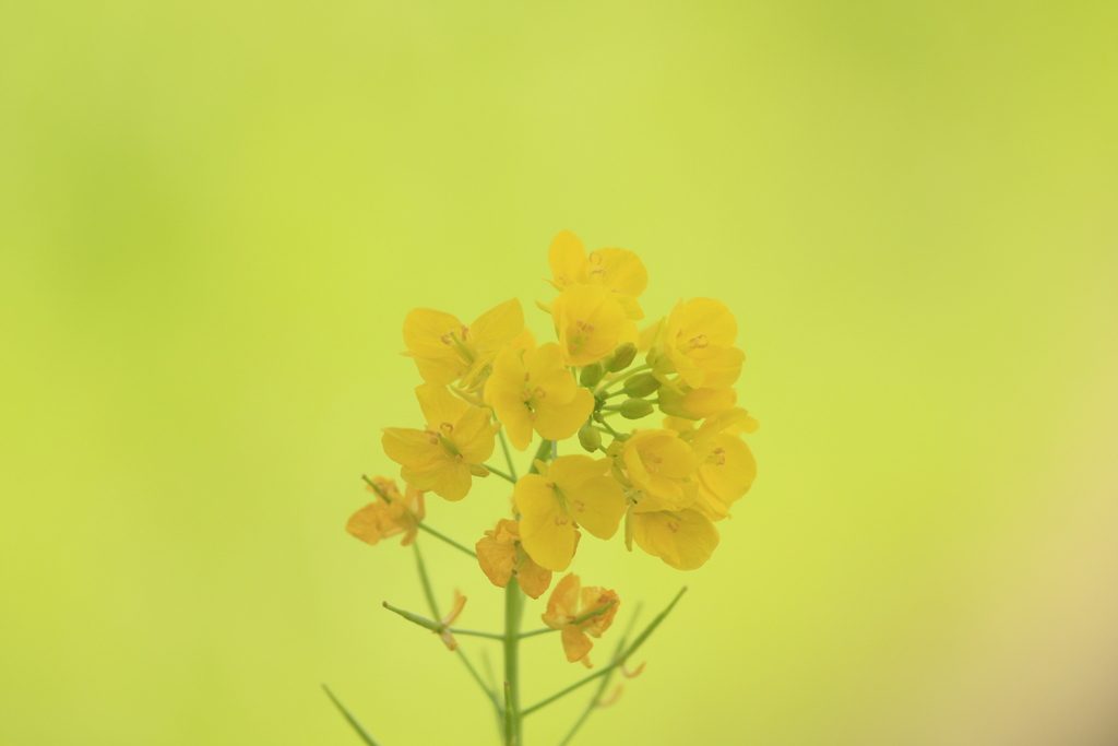 菜の花