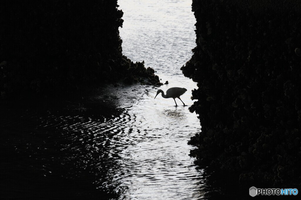 シラサギ