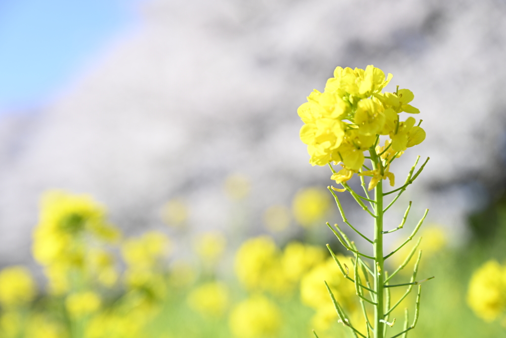 菜の花