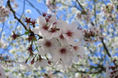 近所の桜