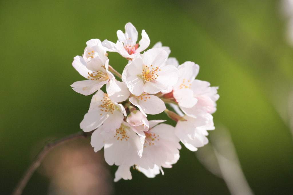 桜