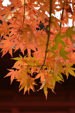 晩秋の上野