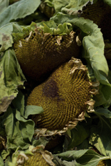 二人で朽ちてゆく