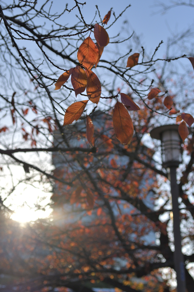 晩秋、夕方の散歩にて