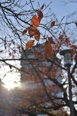 晩秋、夕方の散歩にて