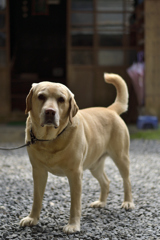 番犬