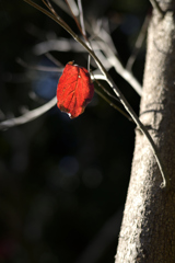 紅一点