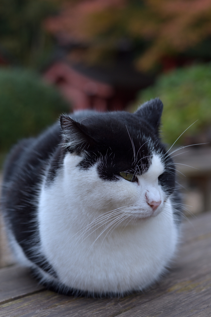 お寺の猫