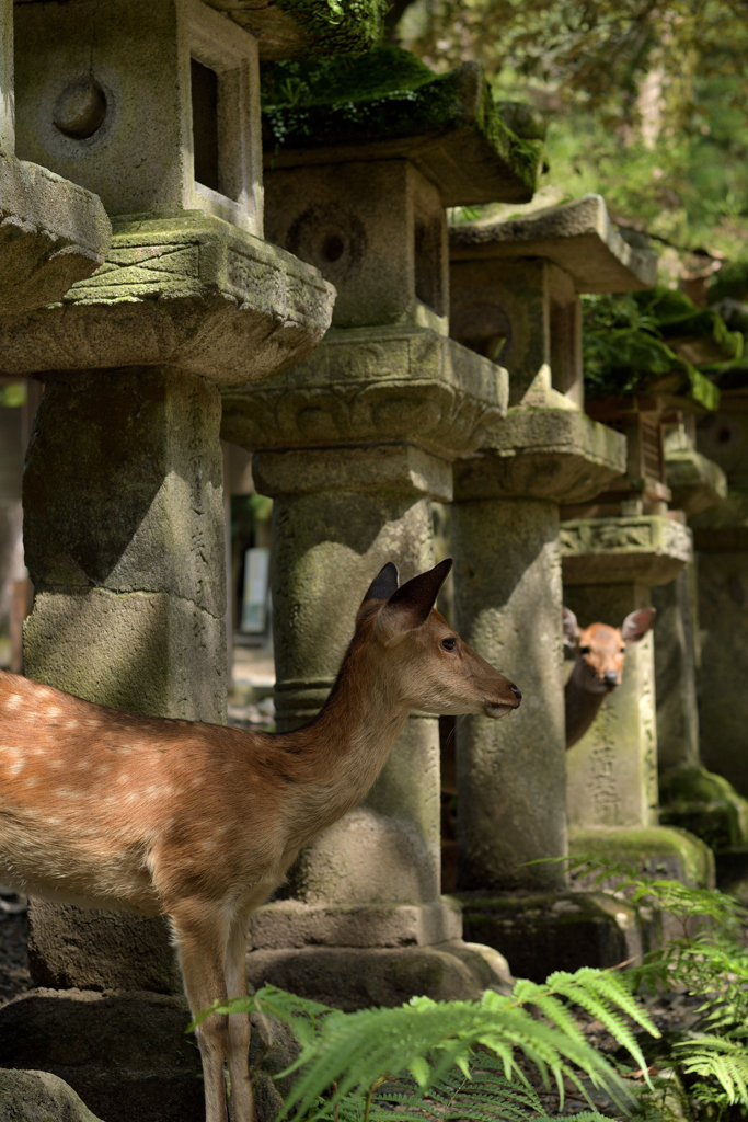 ひょっこり