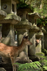 ひょっこり