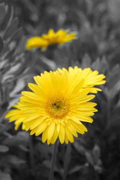 庭の花