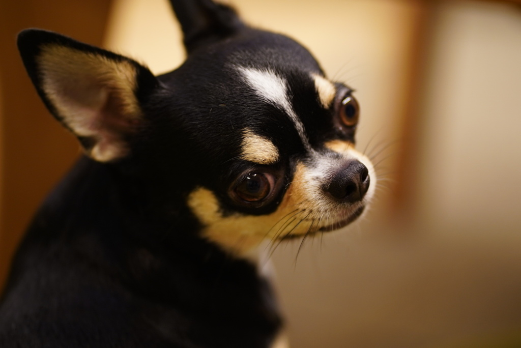 いいメス犬