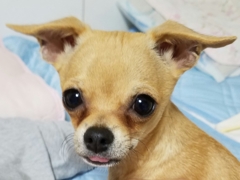 すまホ
