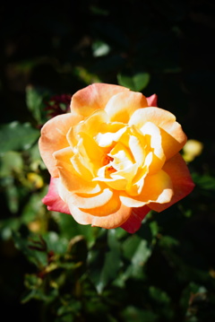 DSC02376