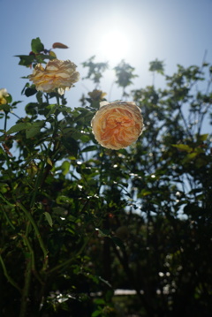 DSC02382