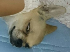 スマホ