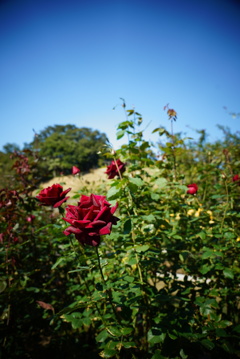DSC02395