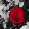 LRG_DSC01914