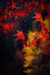 DSC02508_edited