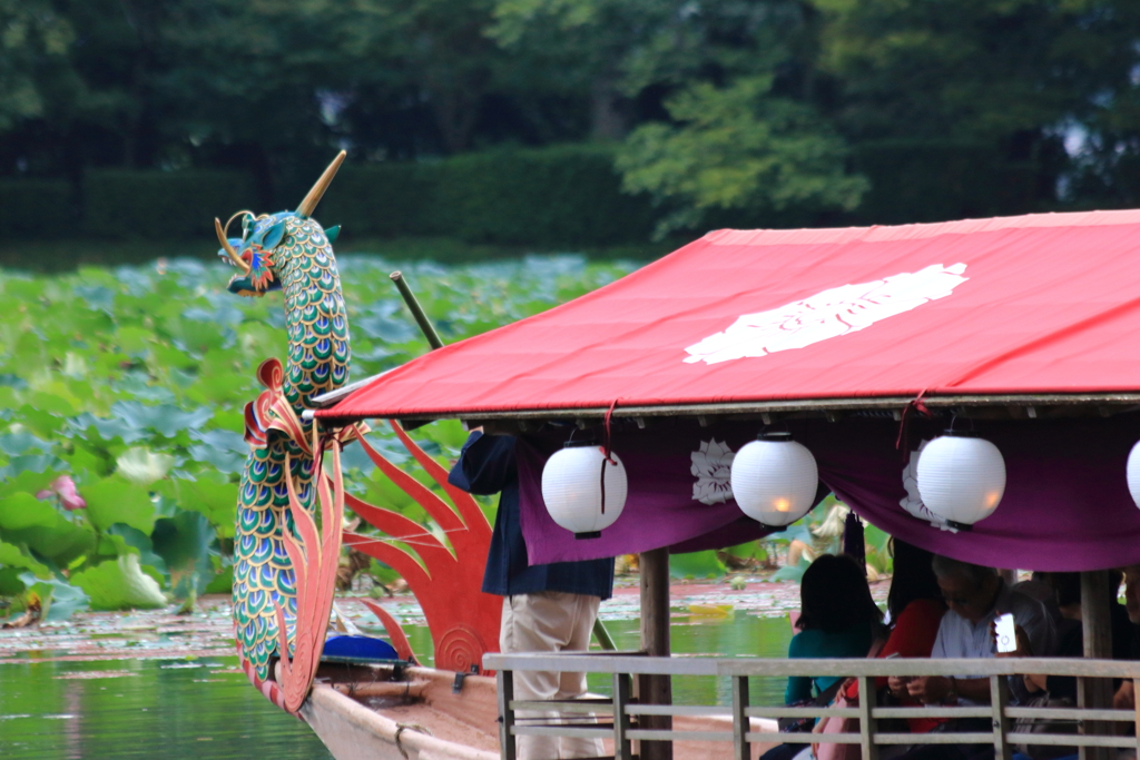 ハスの池を進んで