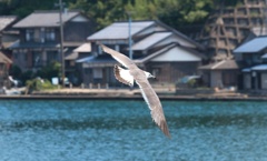 うみねこ飛行
