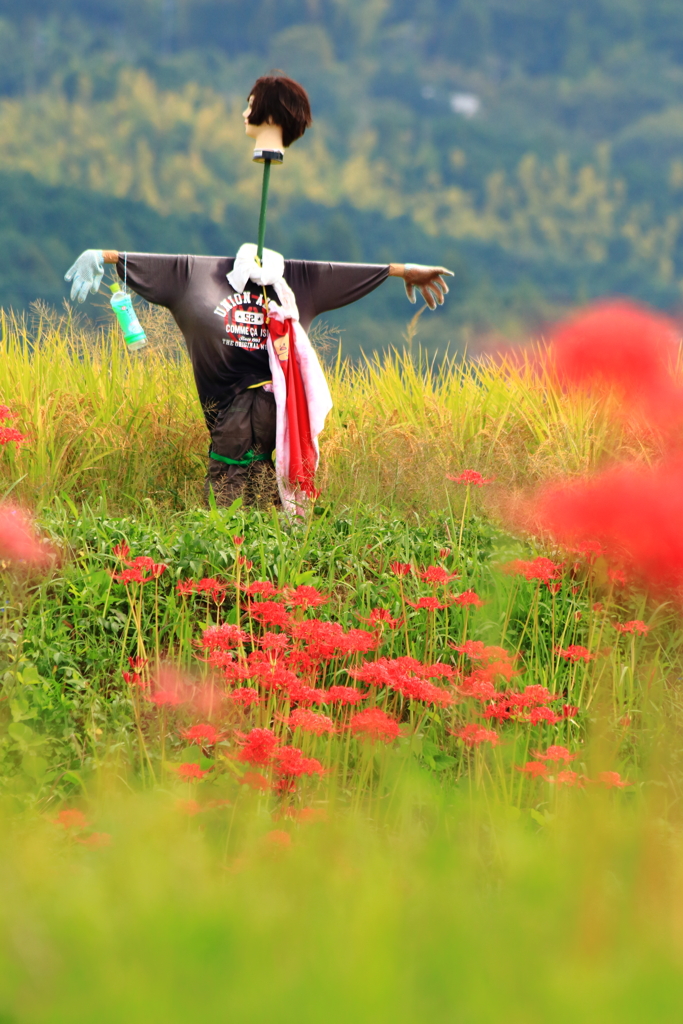 彼岸花に包まれて