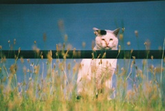 ノラ猫