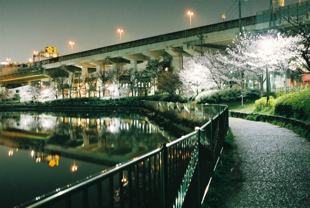 夜桜の灯