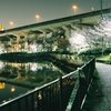 夜桜の灯