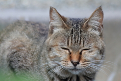 眠いにゃあ
