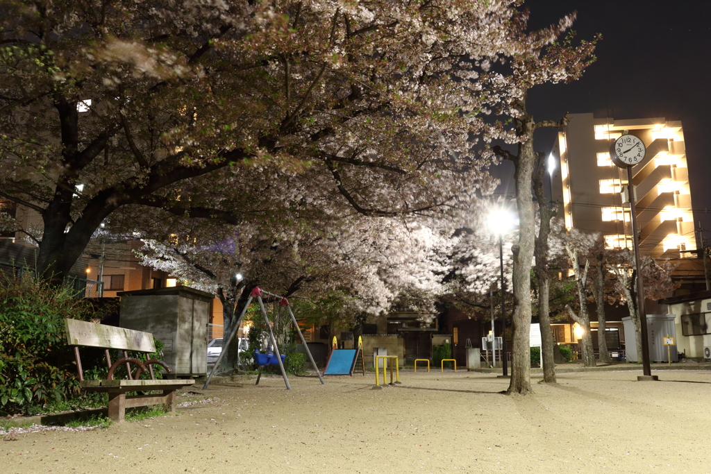 涼しげな夜桜