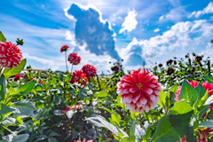 晴天の花園