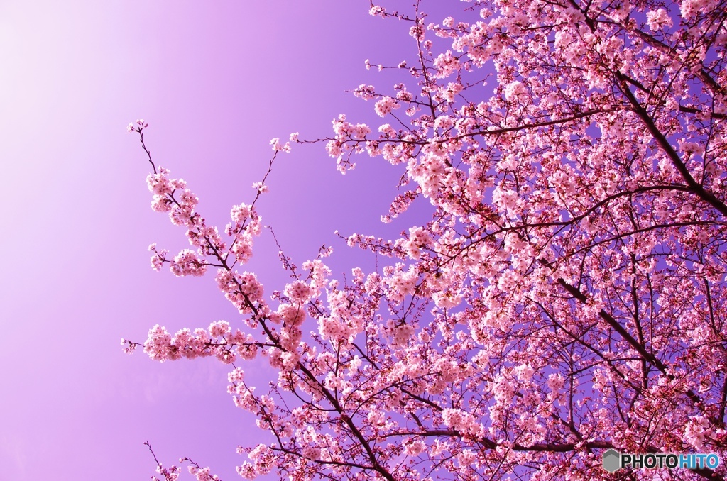 桜