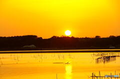 金色の印旛沼
