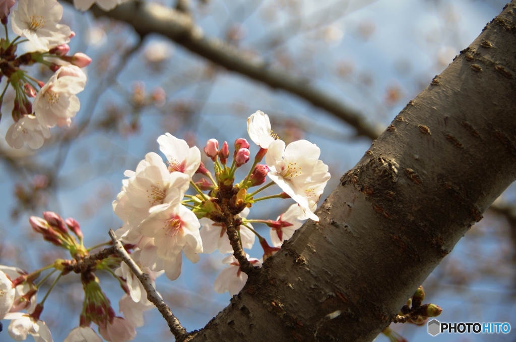 桜②