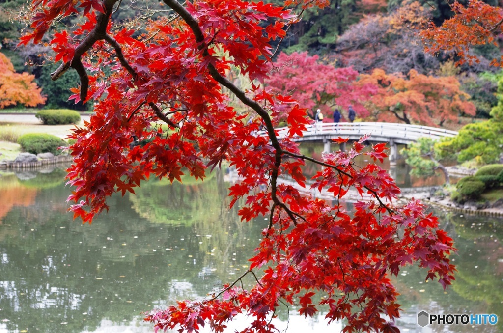 新宿御苑の紅葉①