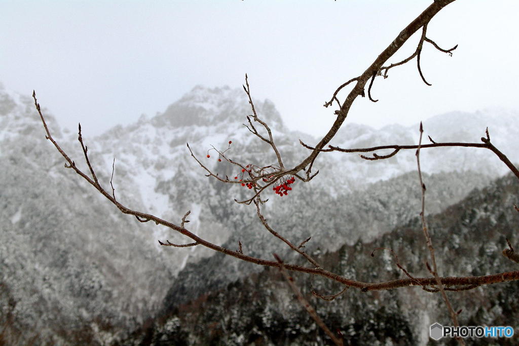 赤い実と雪山