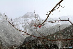 赤い実と雪山