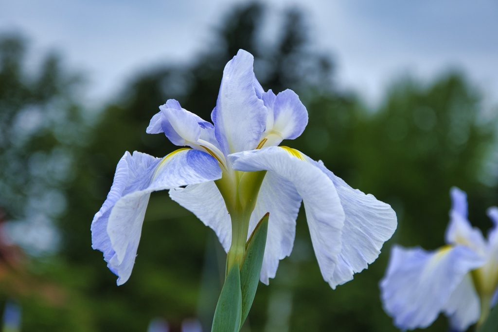 花菖蒲