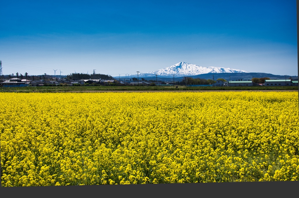 菜の花と鳥海山