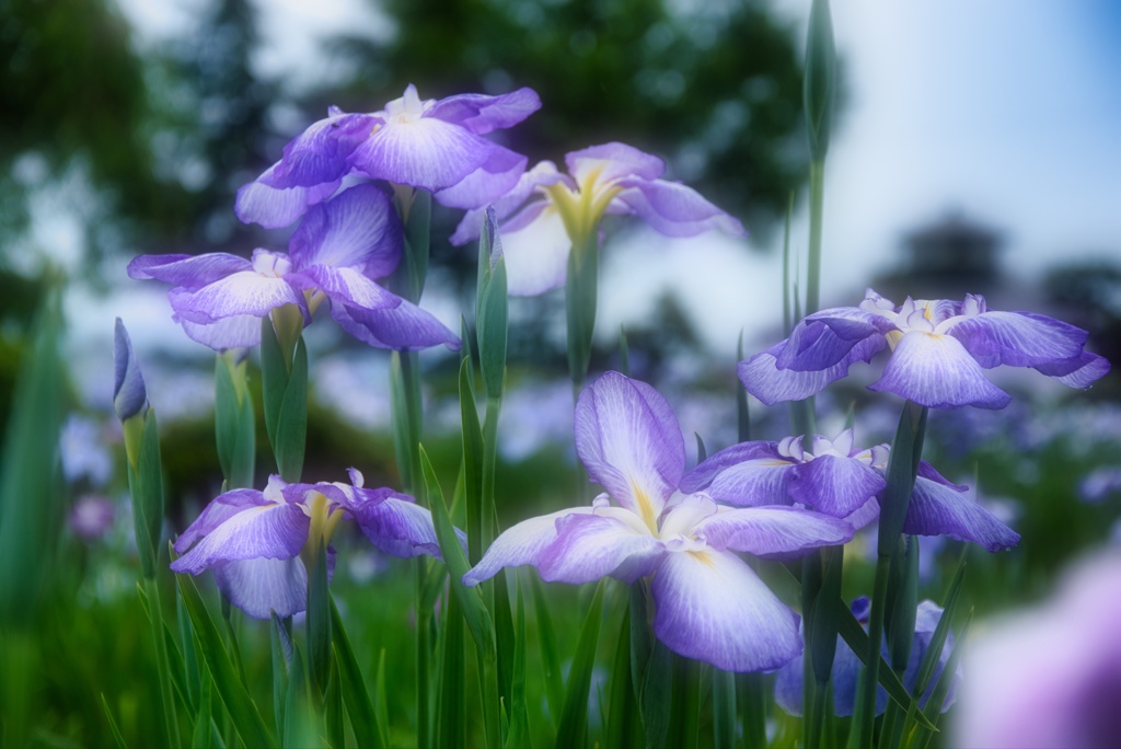 花菖蒲