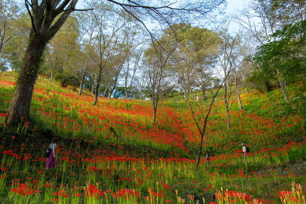 2019.9茂木城山公園
