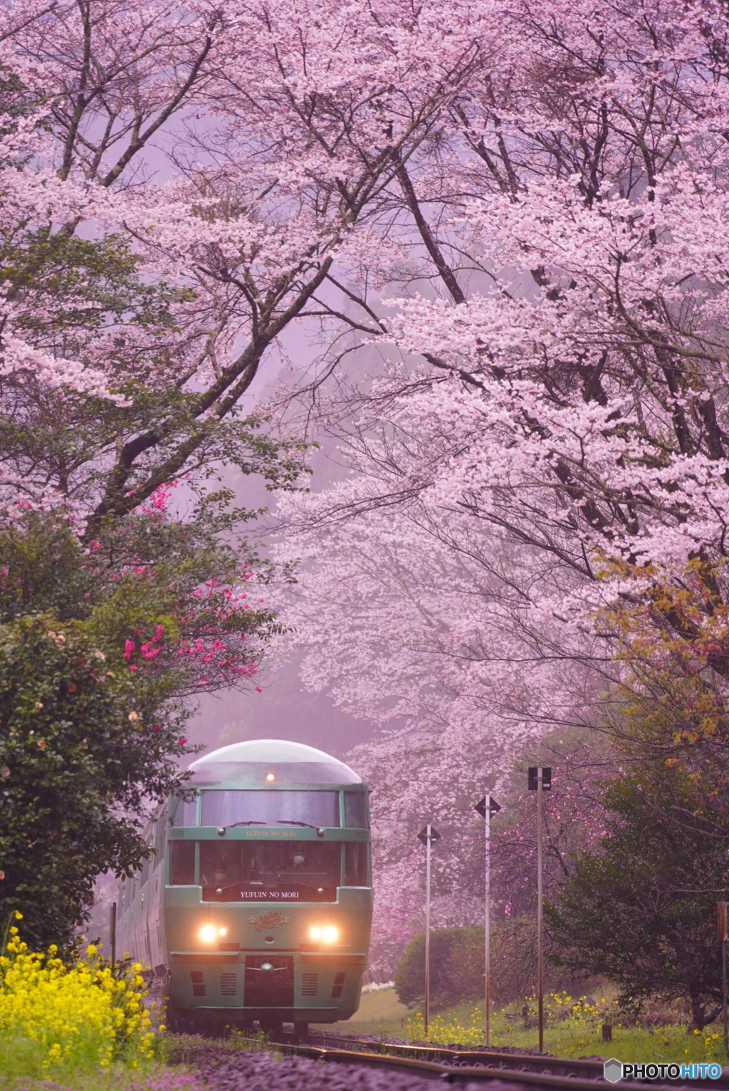 桜のトンネル