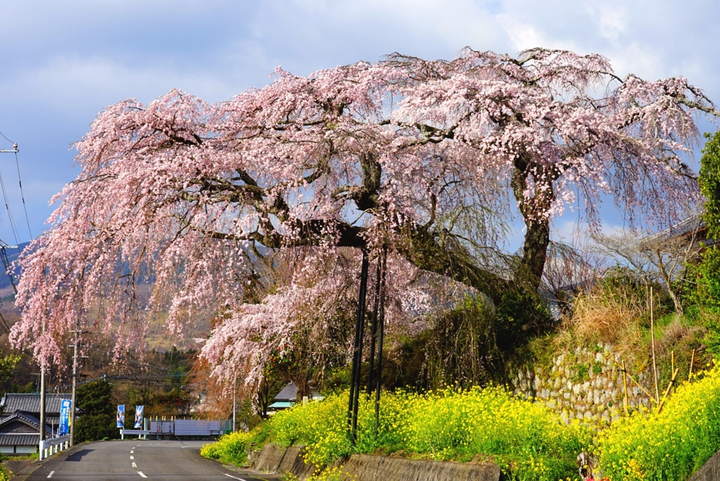 しだれ桜