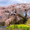 しだれ桜