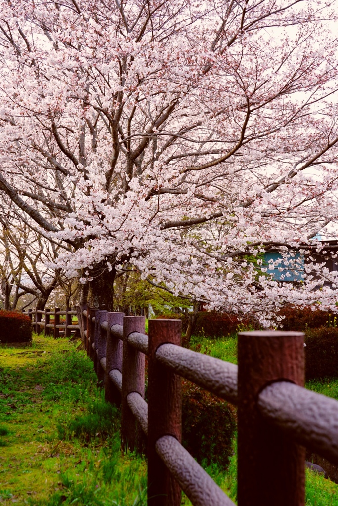 桜