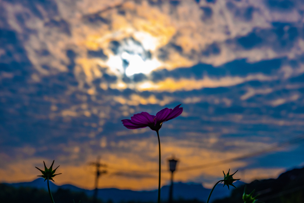 秋桜夕日に添えて