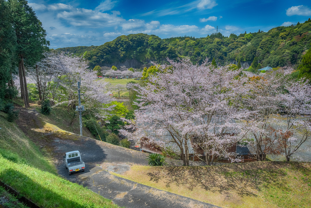 軽トラと桜