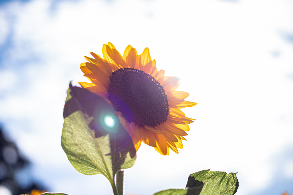 夏花眩くて