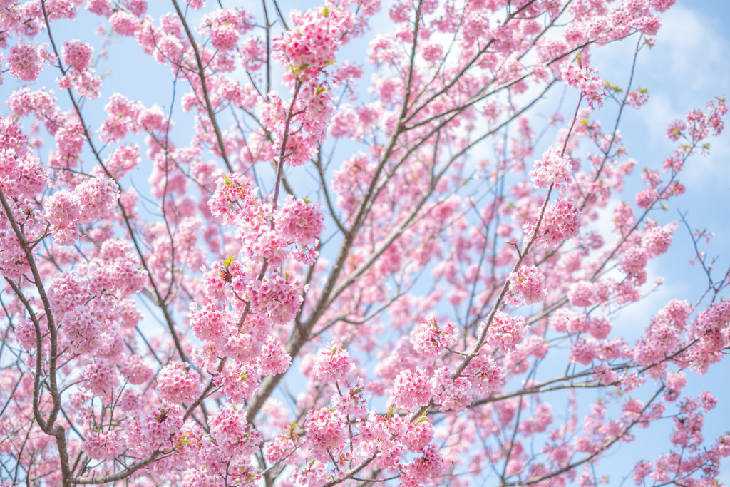 河津桜(吉野公園)